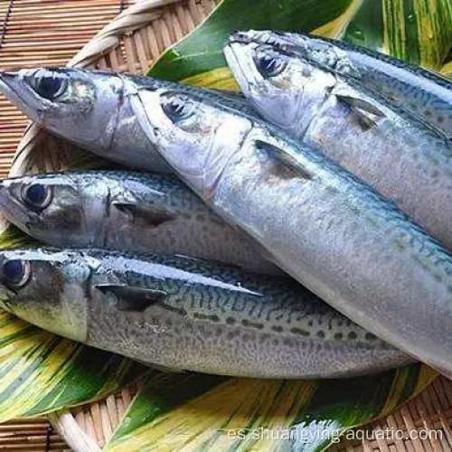 Pescado de caballa del Pacífico congelado con BQF 300-500G